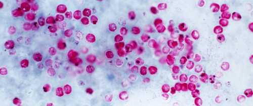 Cryptosporidium parasite