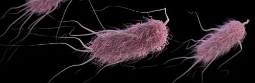 E. Coli