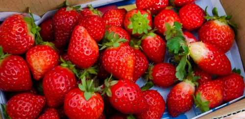 Strawberries ranked #1 for most pesticides